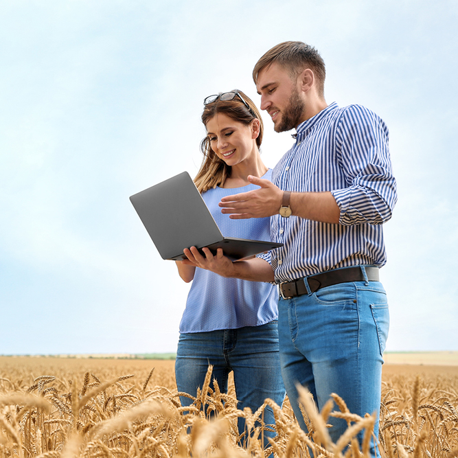 man and a woman in a wheat field looking at a laptop computer