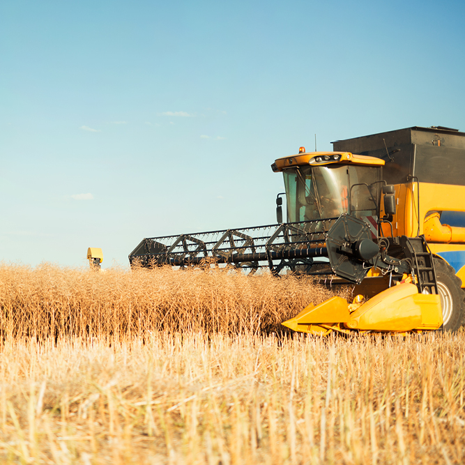 a yellow combine harvesting wheat in a wheat field.
