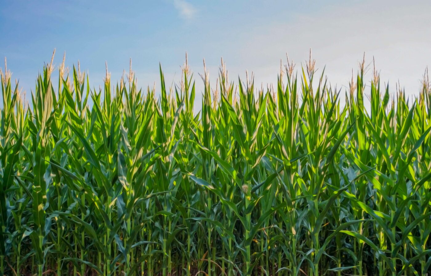 How to Write a Farming Business Plan Template and Guide American